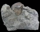 Platystrophia Brachiopod Fossil From Kentucky #35122-1